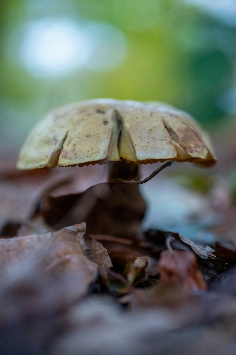 a small yellow mushroom sitting on top of leaves