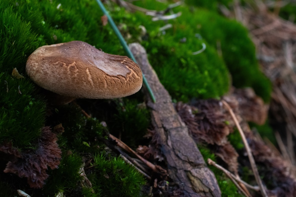 a close up of a mushroom on a mossy surface