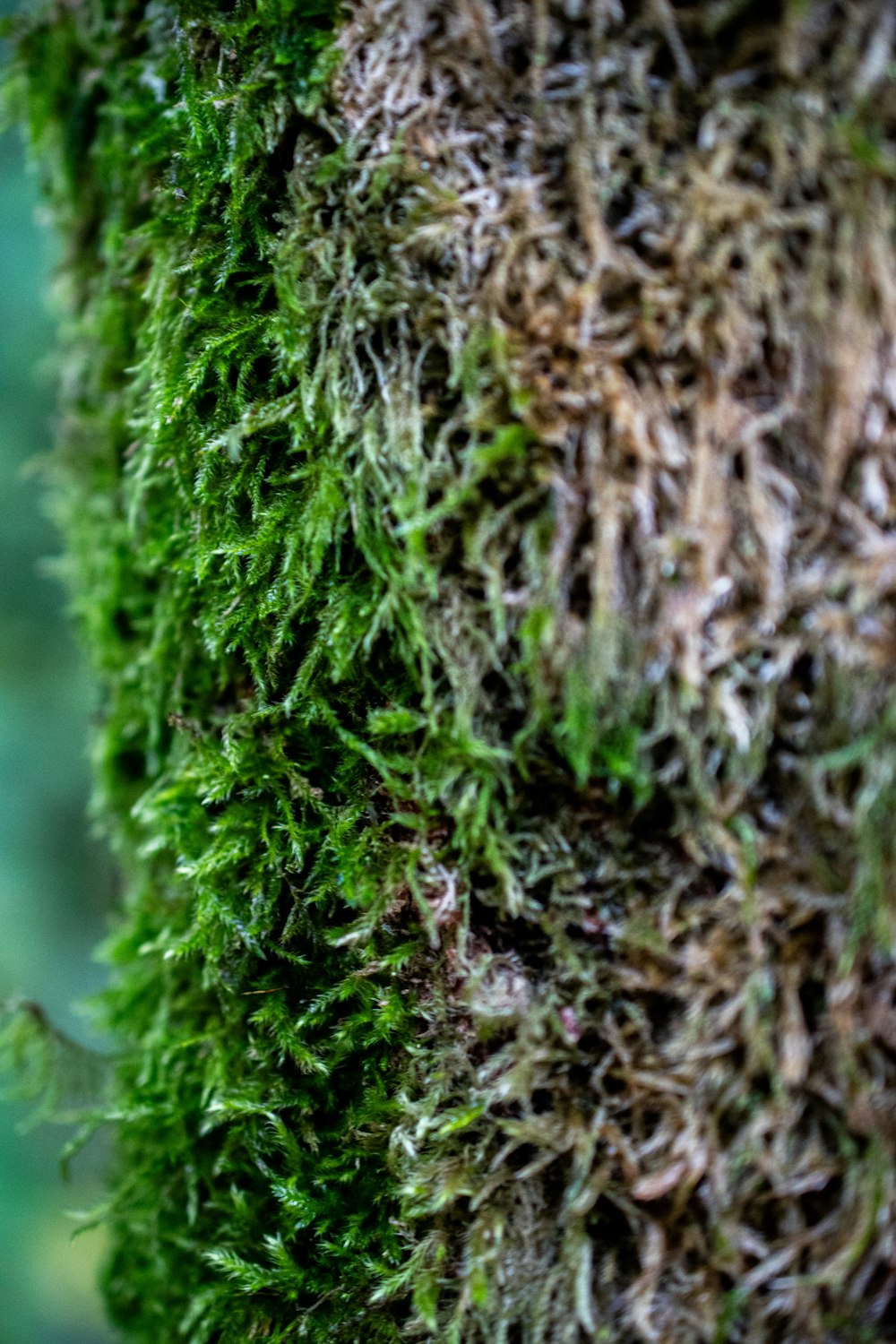 moss growing on the side of a tree