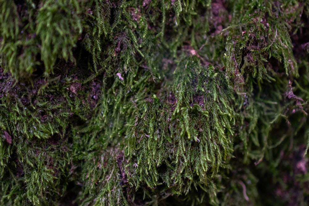 a close up of a bunch of green moss