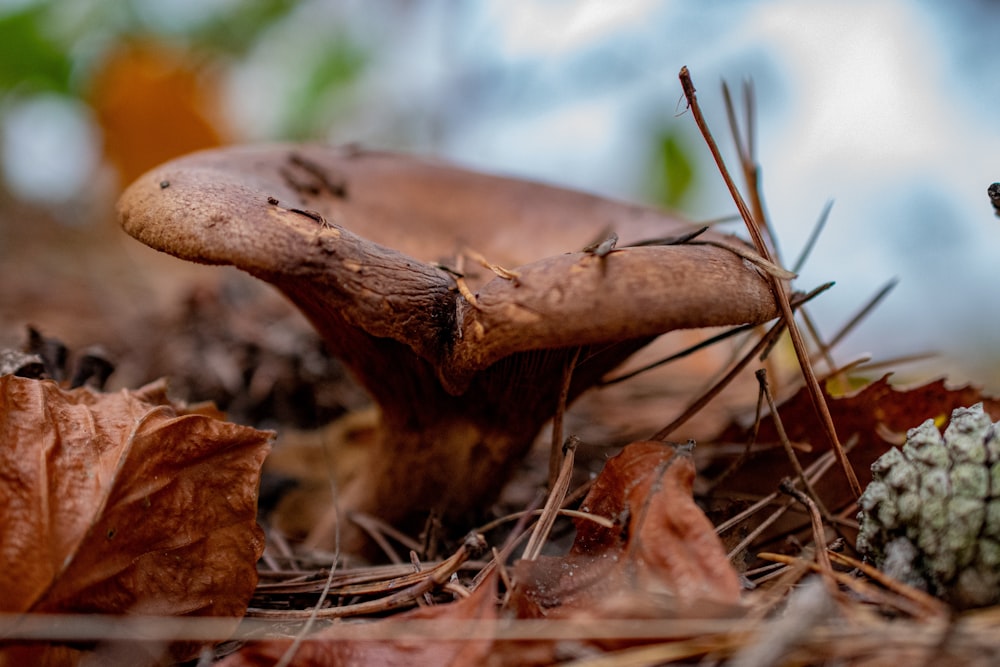 a close up of a mushroom on the ground