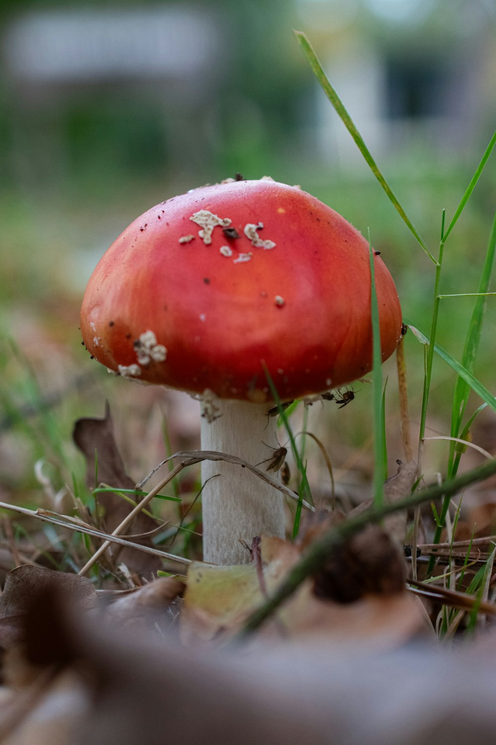 a red mushroom sitting on the ground in the grass