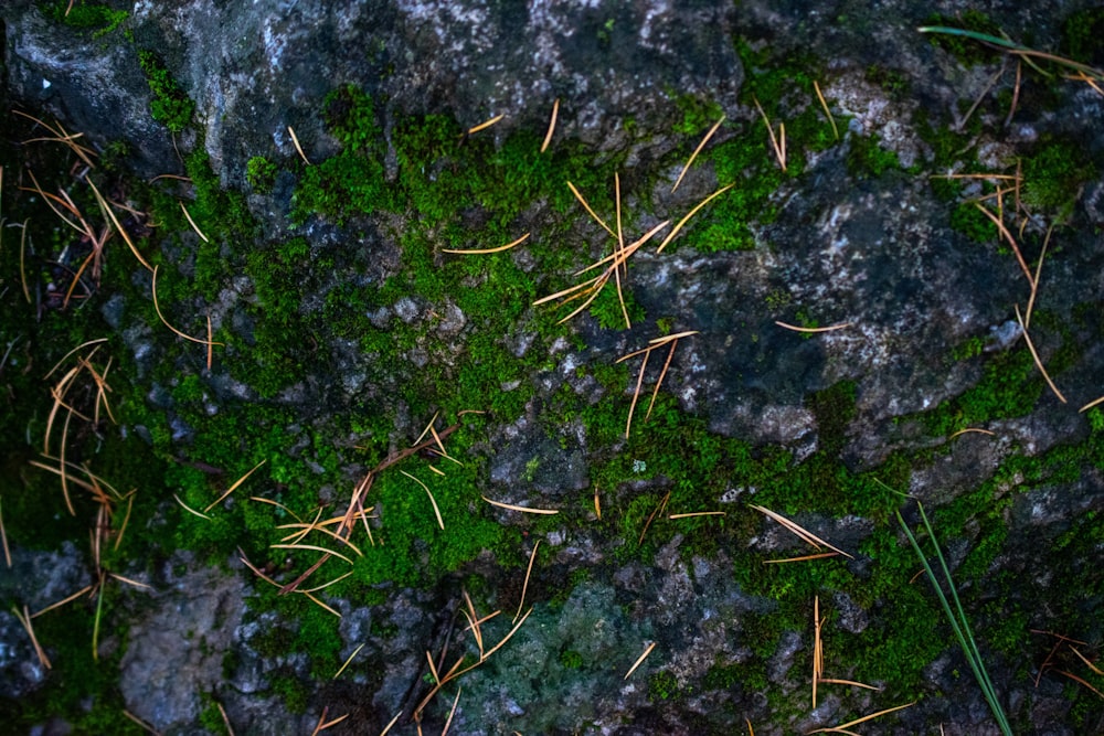 a close up of a moss covered rock