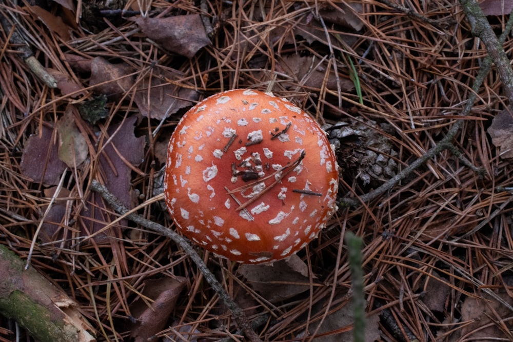 a small orange mushroom sitting on top of a forest floor