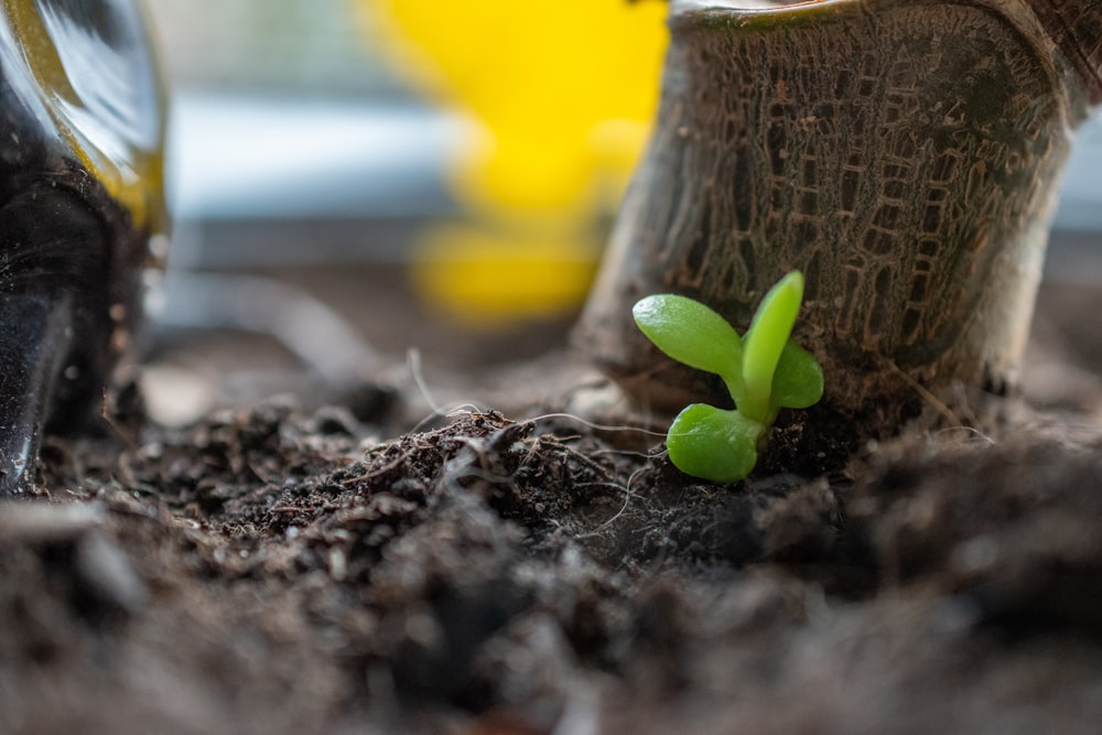 a small green plant sprouts out of the ground