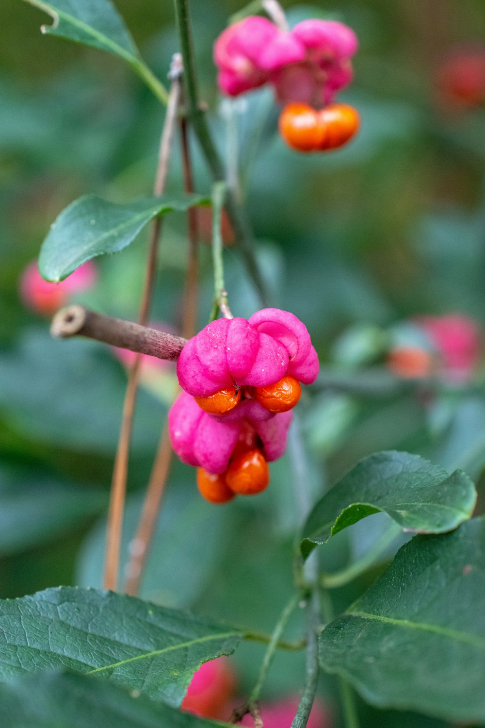 a close up of a flower on a tree