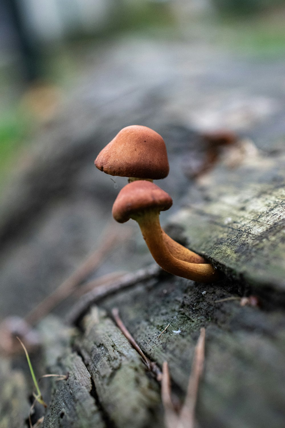 a close up of a mushroom on a log