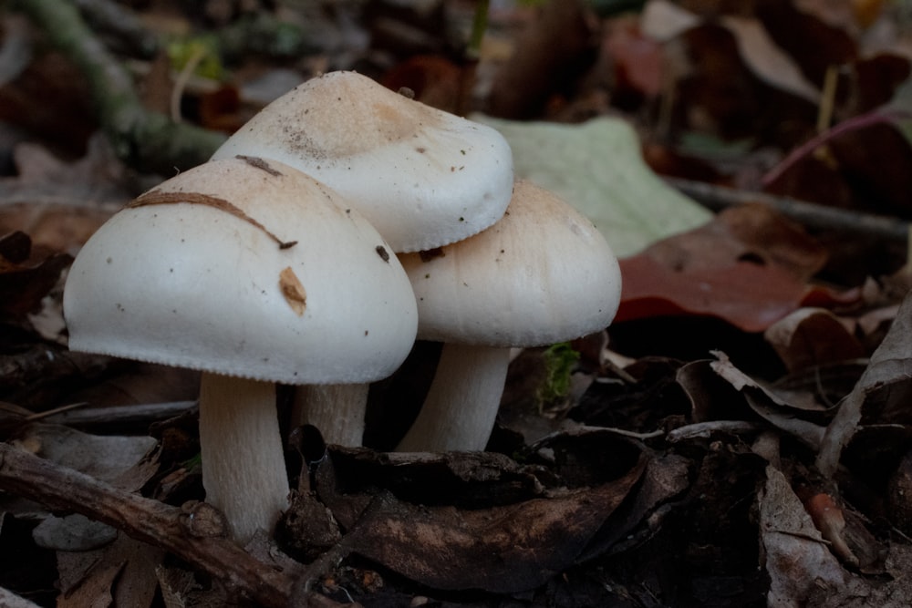 a group of white mushrooms sitting on top of a forest floor