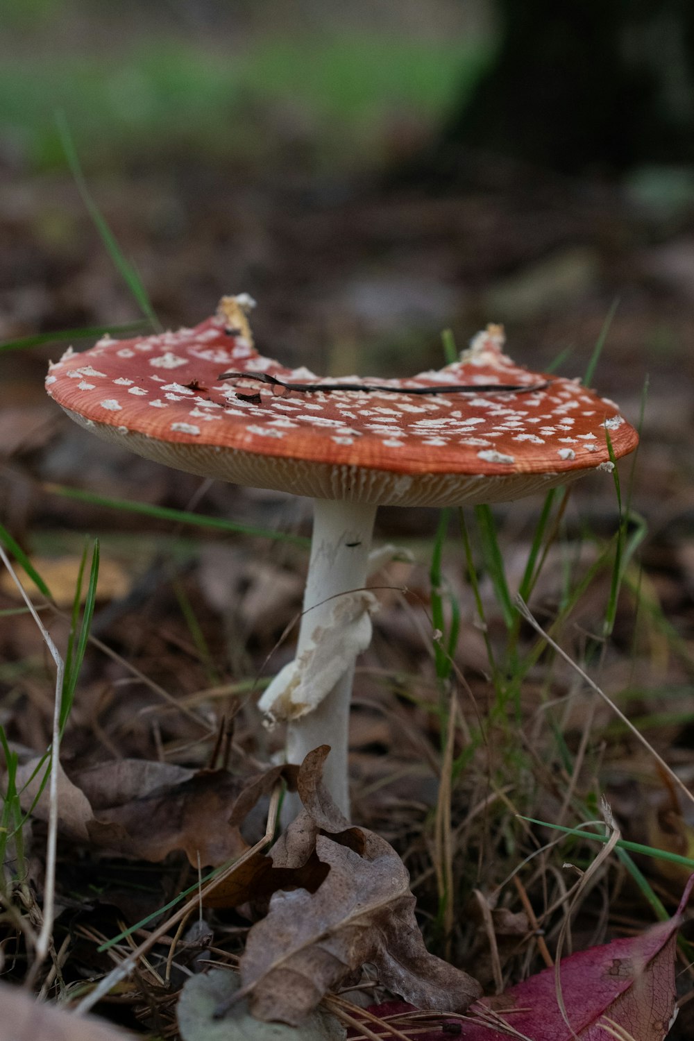 a close up of a mushroom on the ground