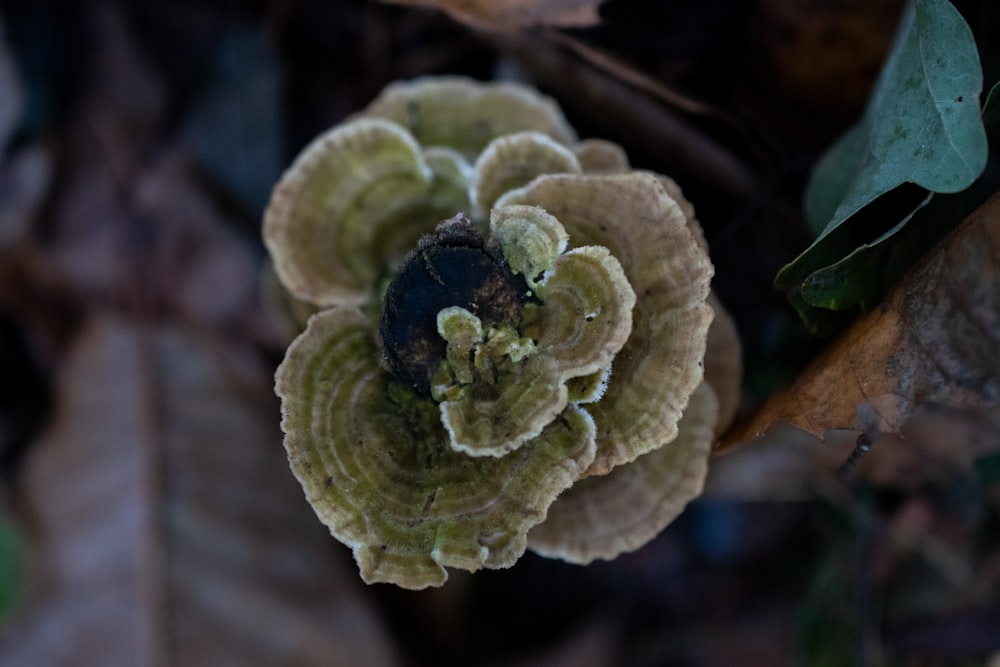 a close up of a mushroom growing on a tree