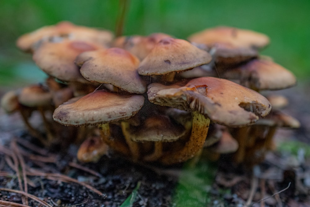 a group of mushrooms sitting on top of a forest floor