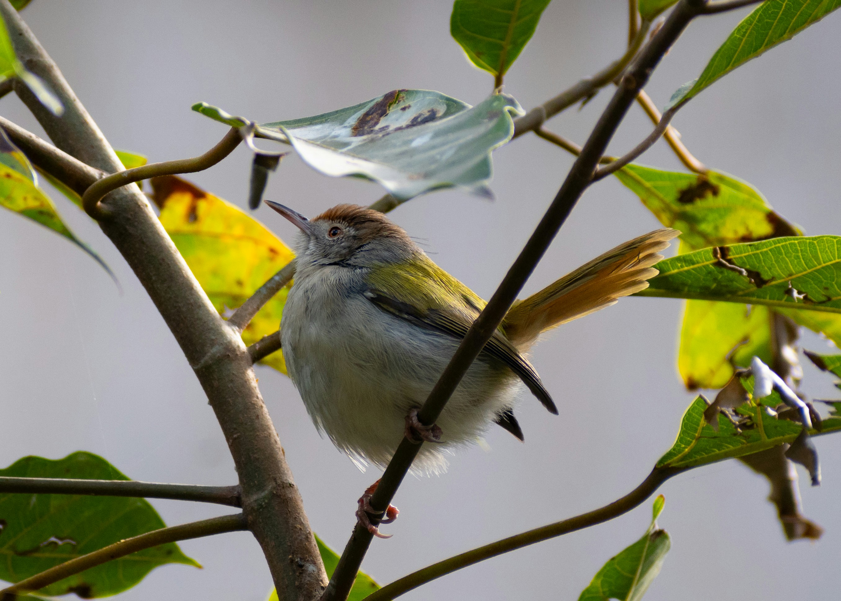 木の枝にとまる小鳥
