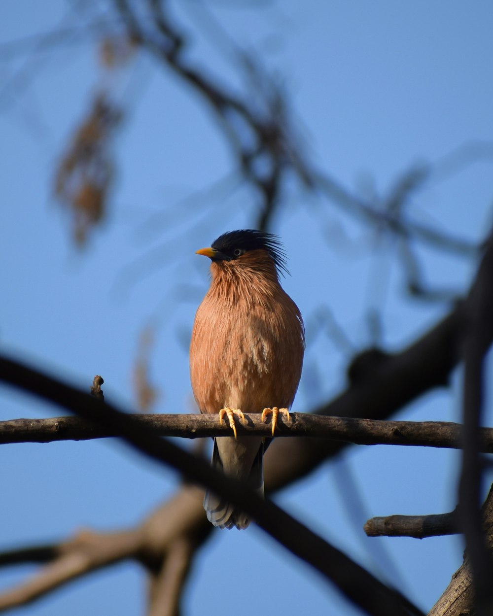 a bird sitting on a branch of a tree