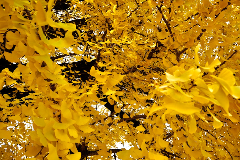 a yellow tree with lots of leaves on it