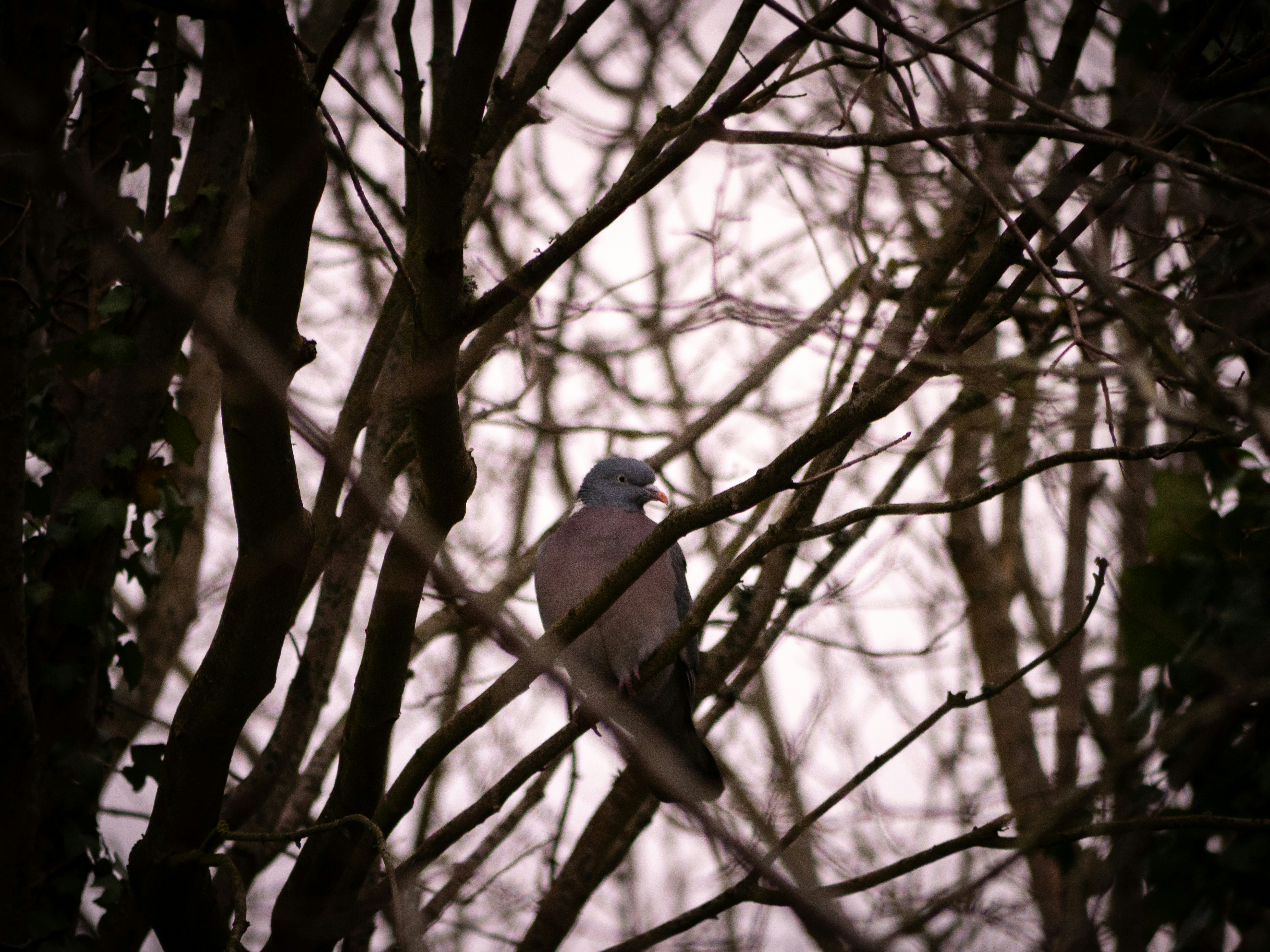 Photo by bengrayland