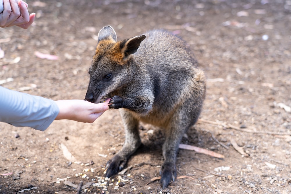 a small animal being fed by a person