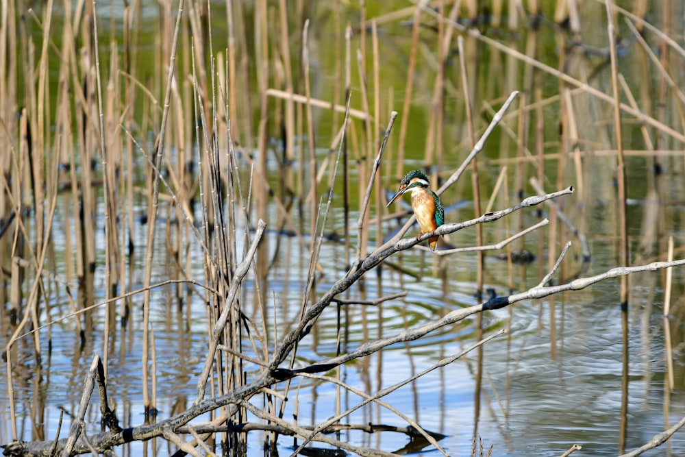 a small bird sitting on a branch in a marsh
