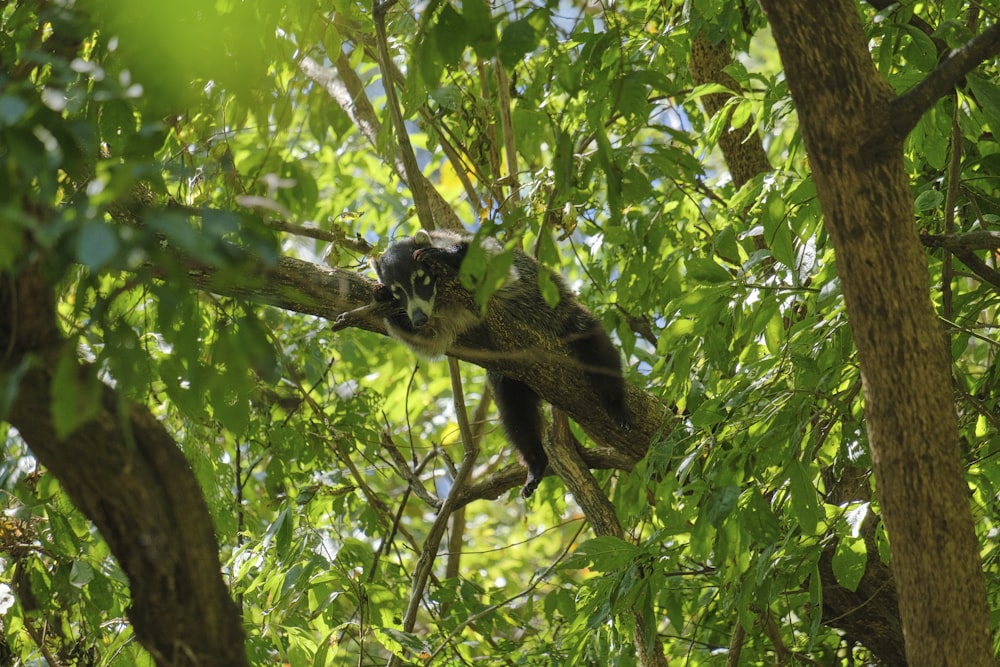 a monkey is sitting in a tree branch