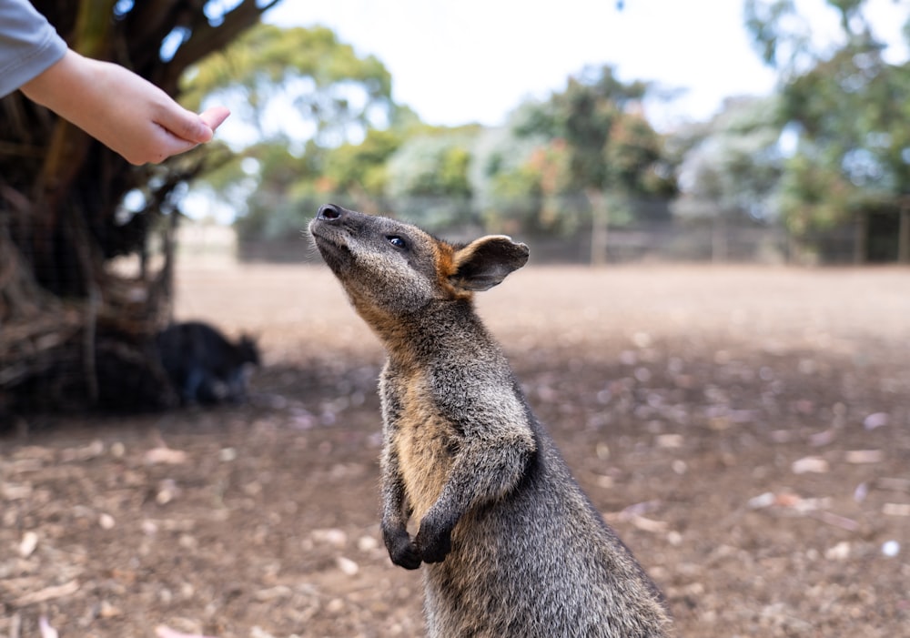 a small animal standing on its hind legs