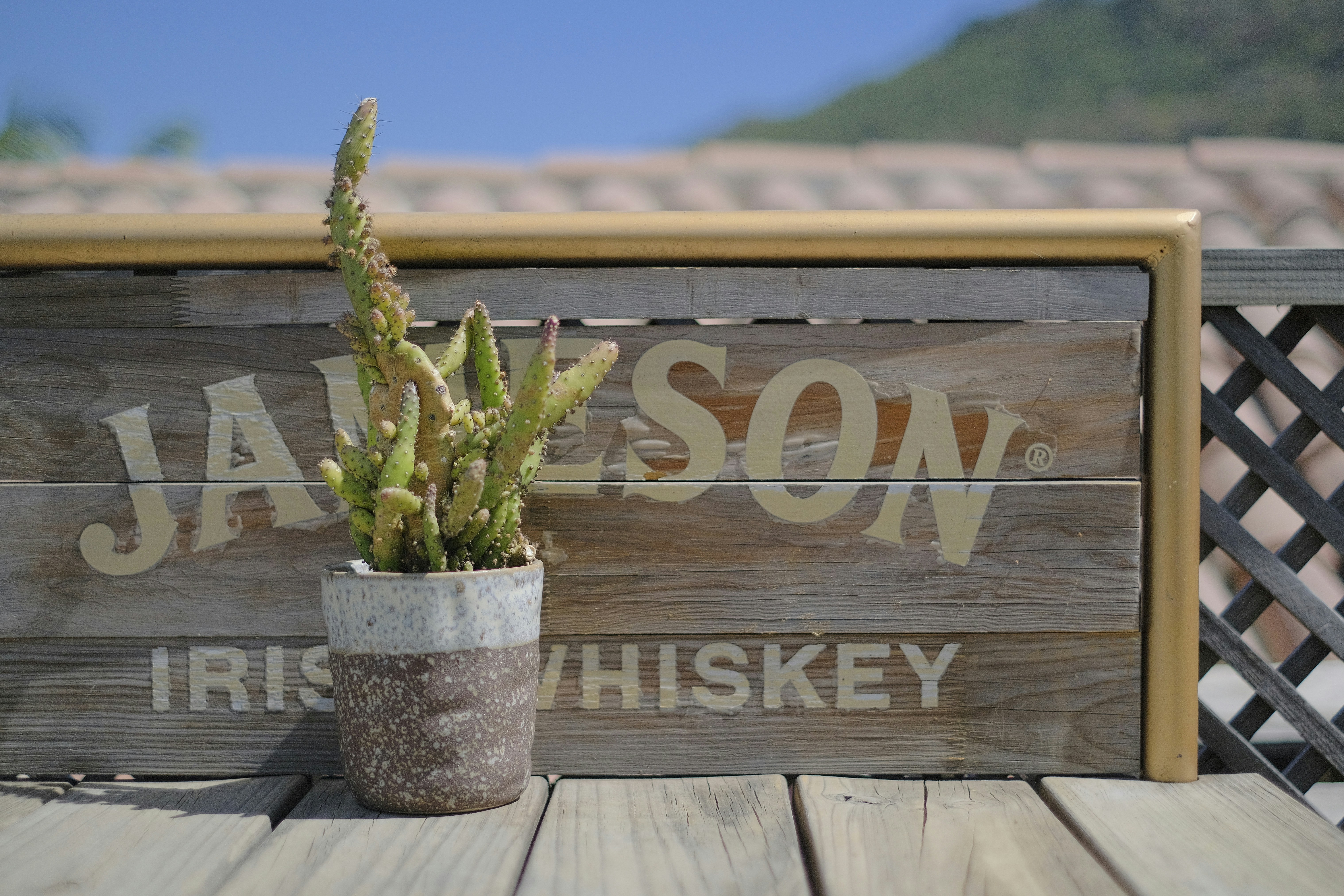 a cactus in a pot sitting on a wooden table