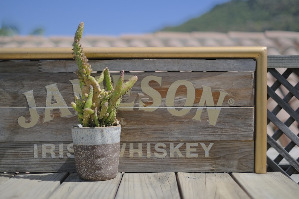 a cactus in a pot sitting on a wooden table