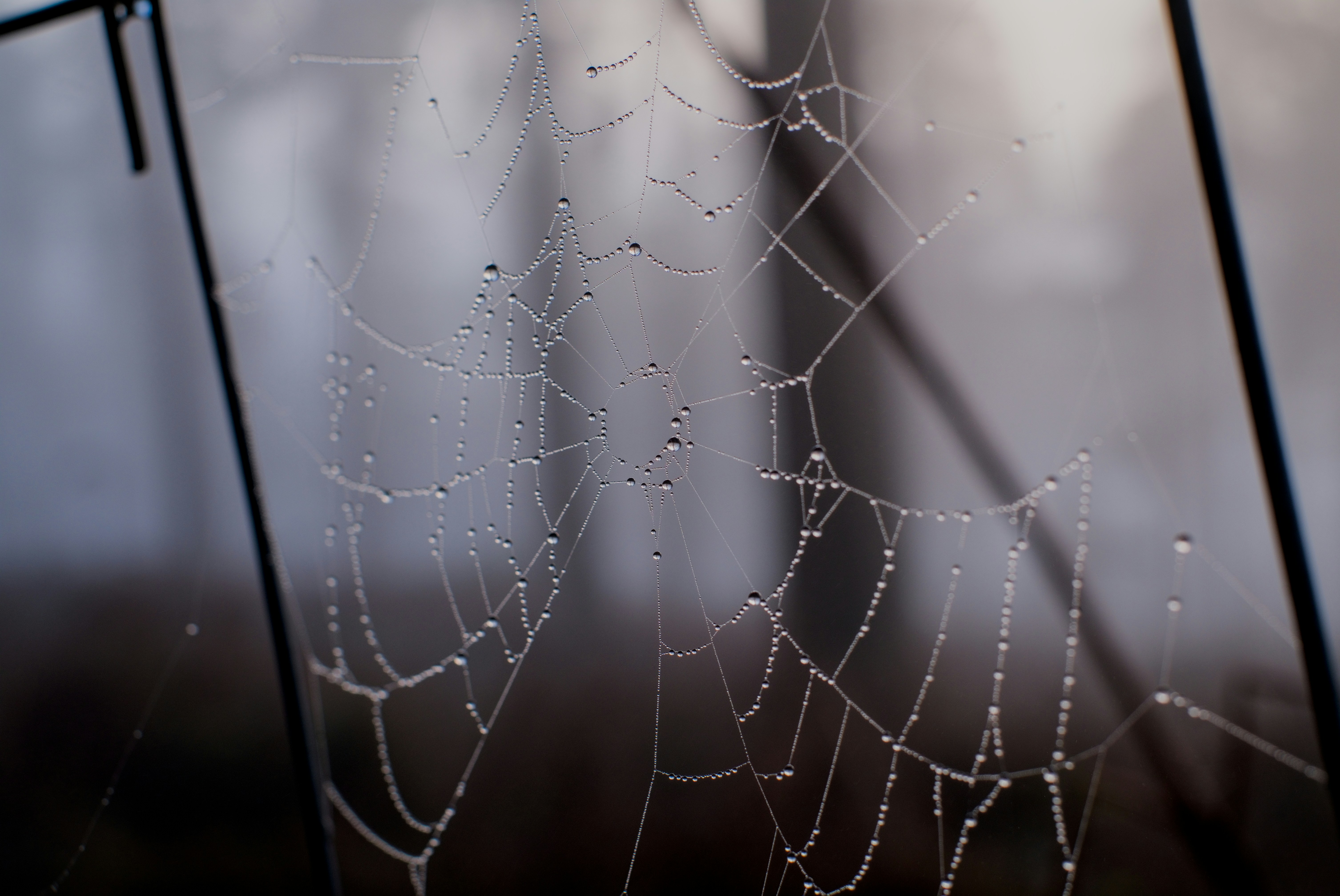 Photo by frostroomhead