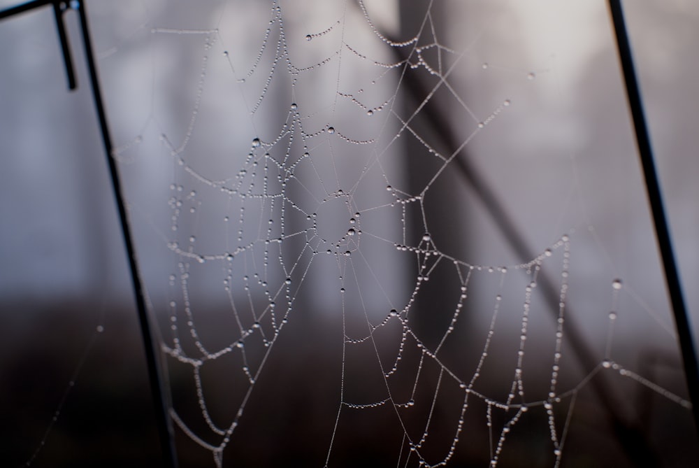 a close up of a spider web with drops of water on it
