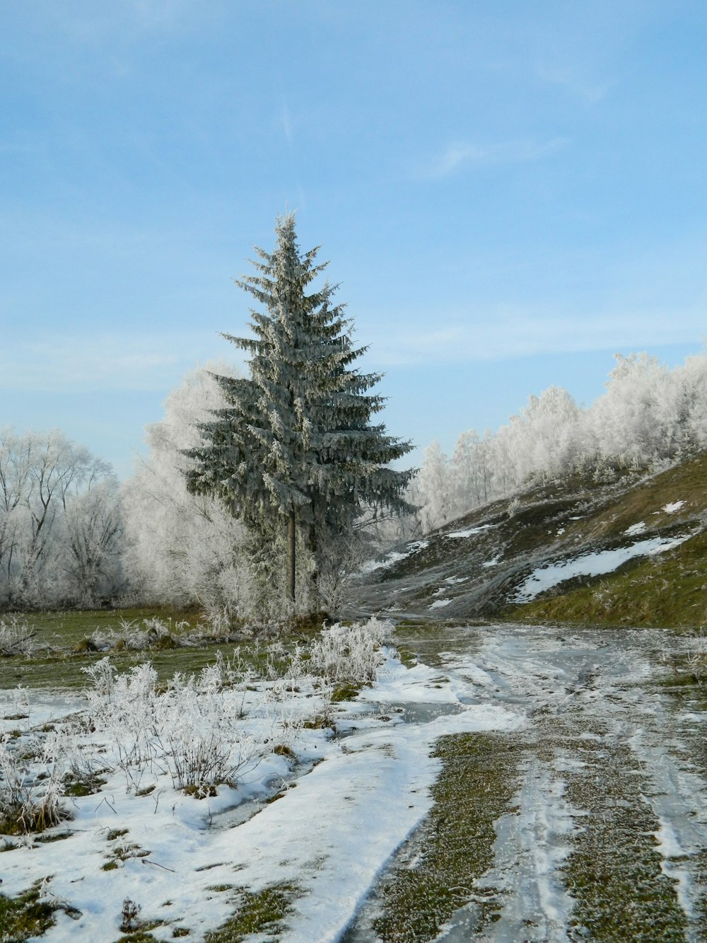 a snow covered field with a tree in the background