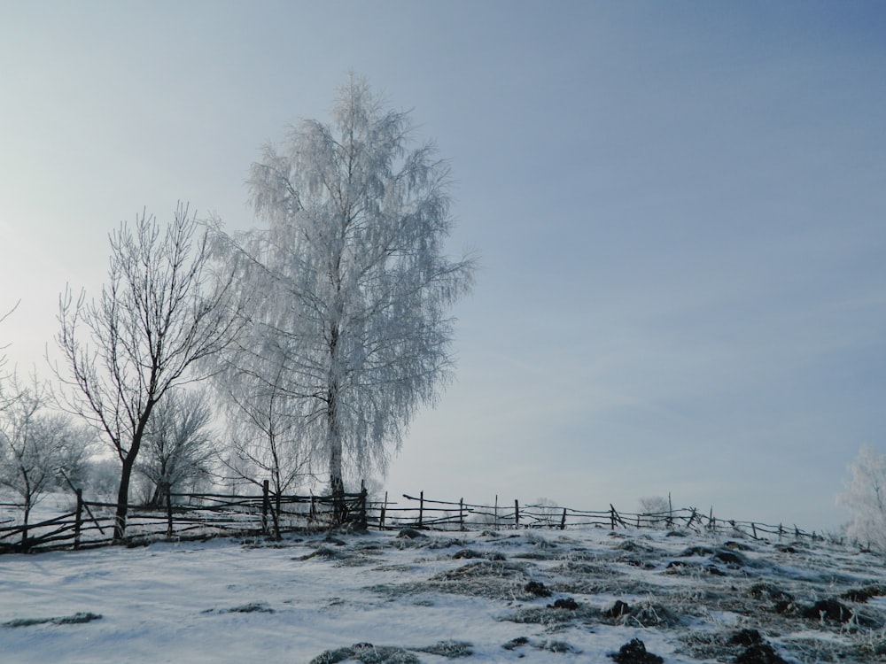 a snowy field with a tree and a fence