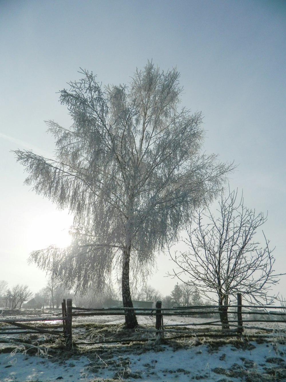 a snow covered field with a fence and a tree