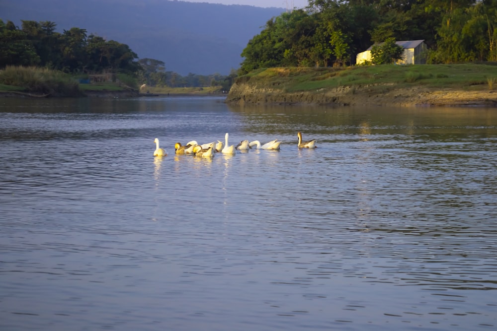 a flock of ducks floating on top of a lake