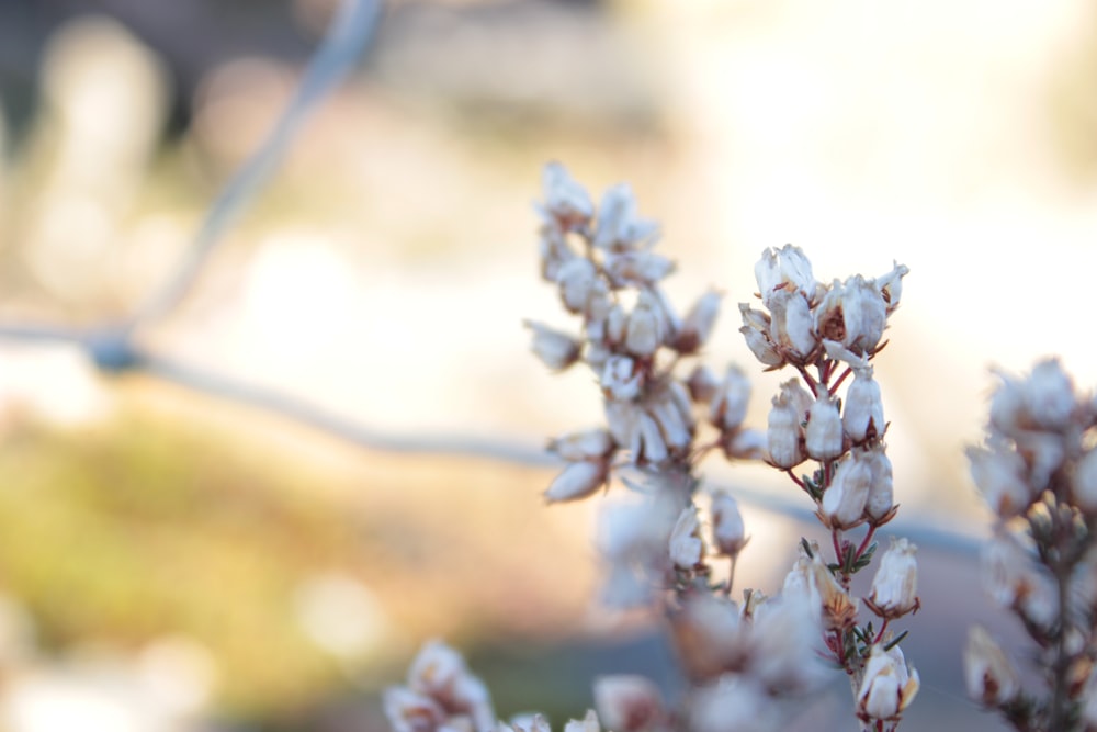 Un primer plano de una planta con flores blancas