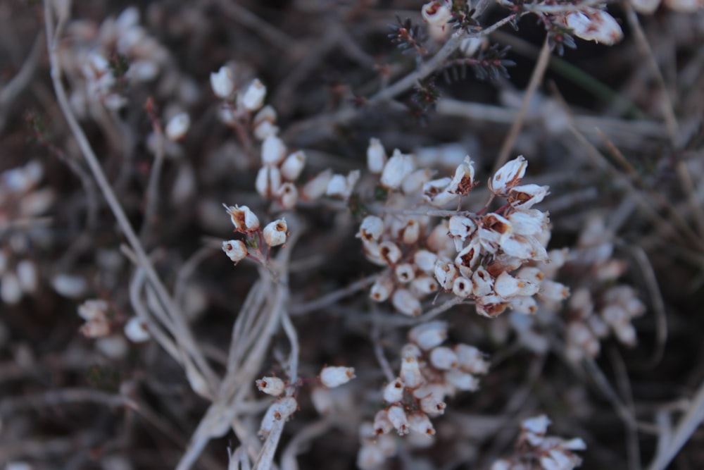 a close up of a plant with small white flowers