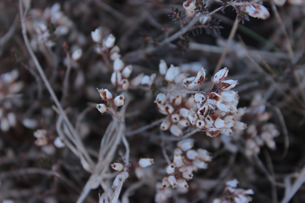 Un primer plano de una planta con pequeñas flores blancas
