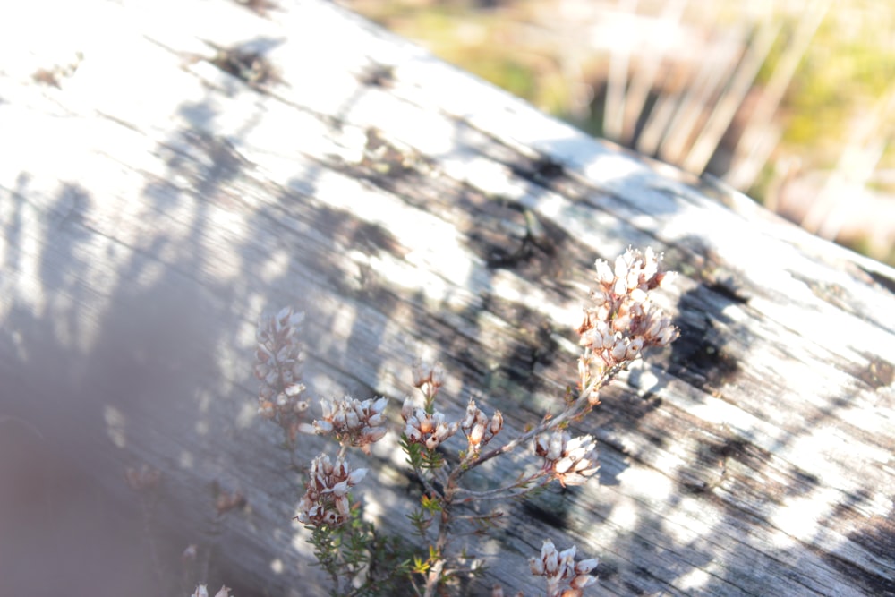 a blurry photo of a plant on a wooden surface