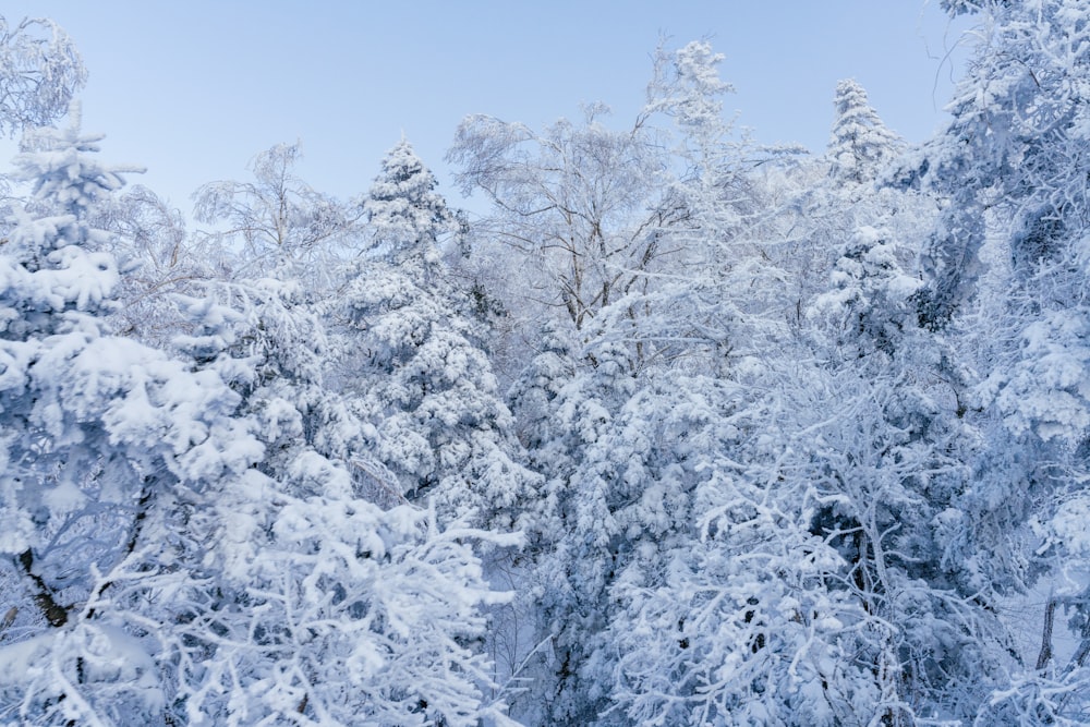 snow covered trees in a forest with a blue sky in the background