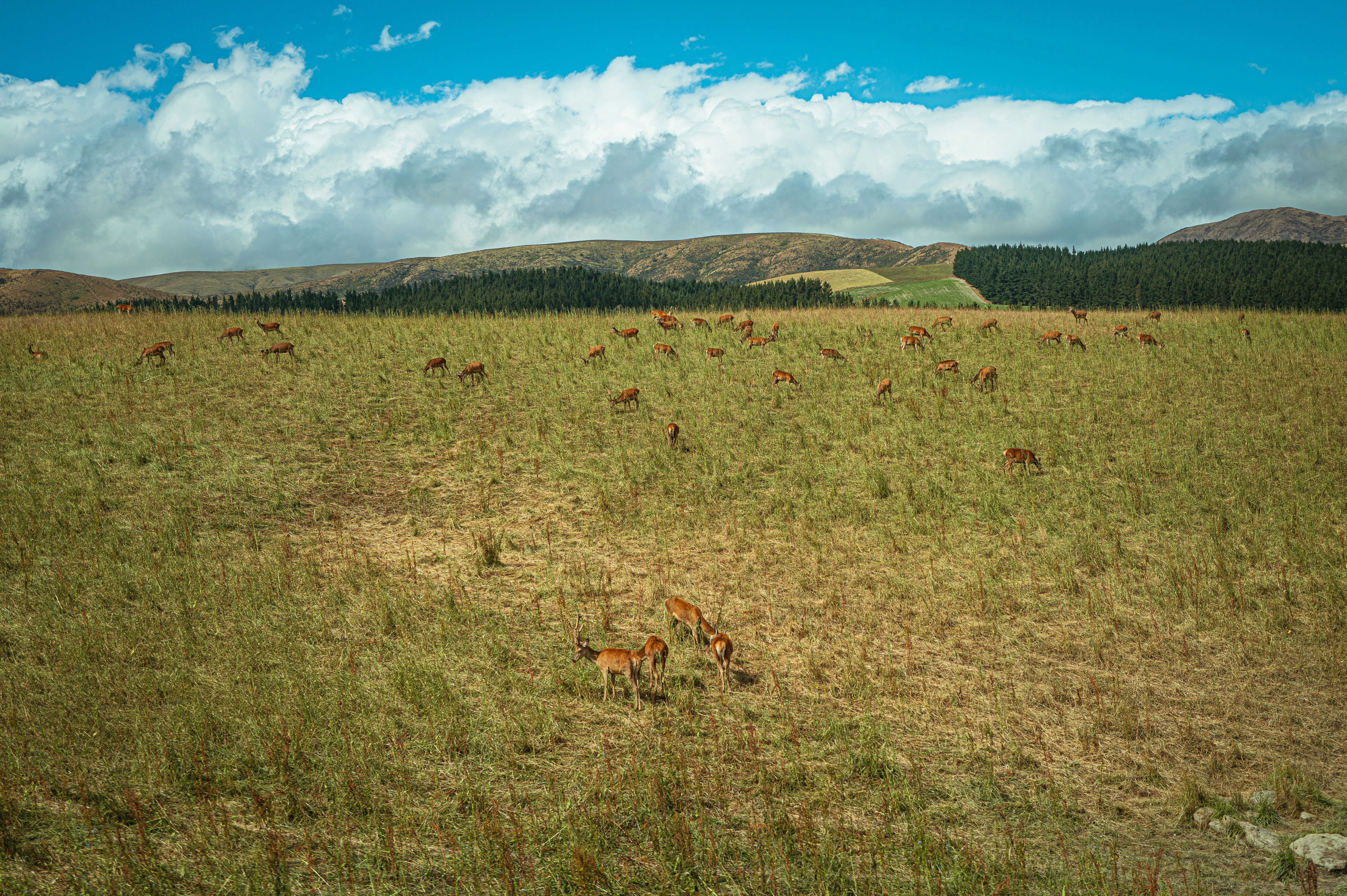 8 Cost-Benefit Analyses of Grazing Systems for Small Farms