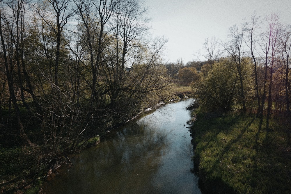 a river running through a lush green forest