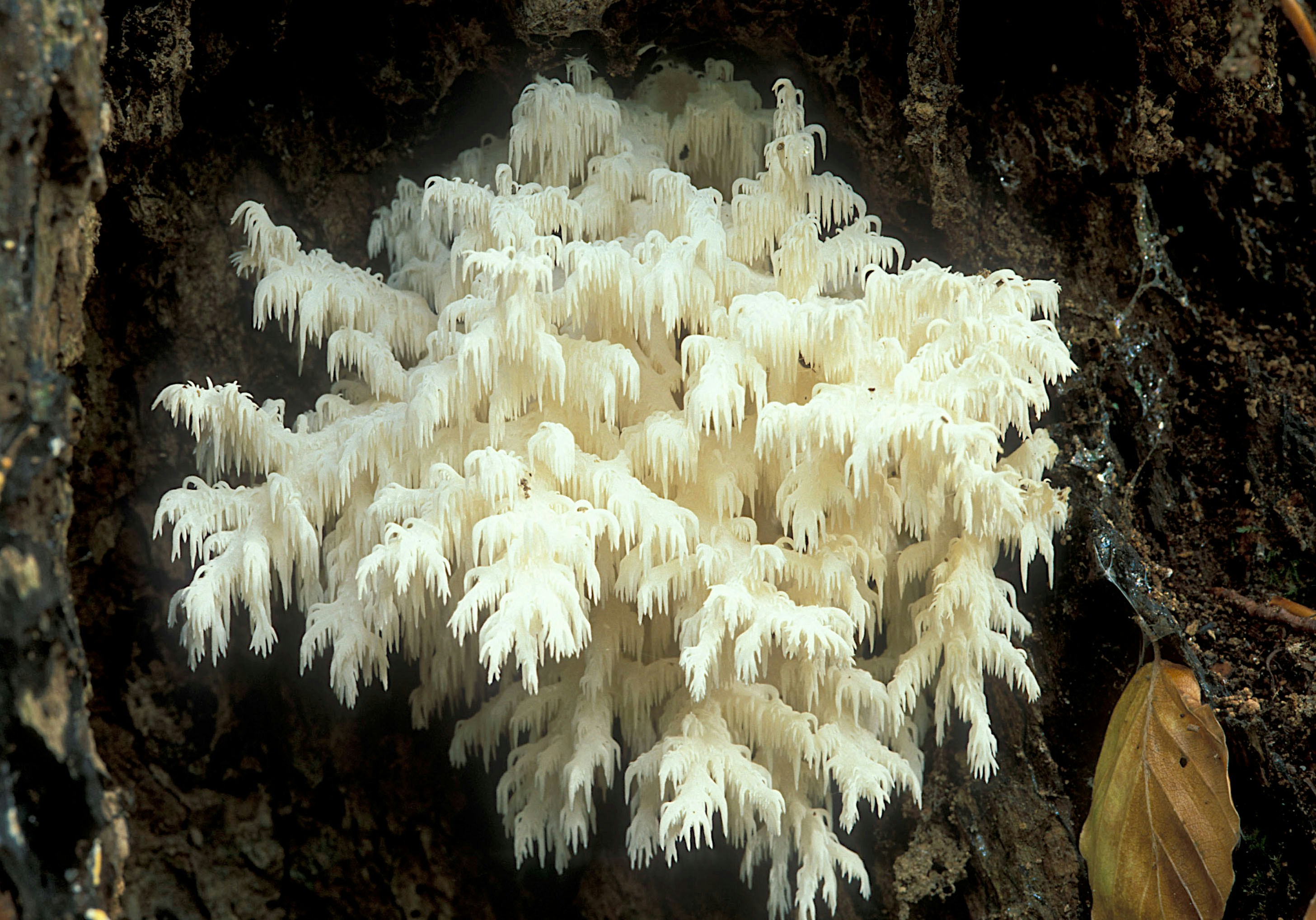 Creamy white slime mould which looks like a willow tree growing from tree bark.