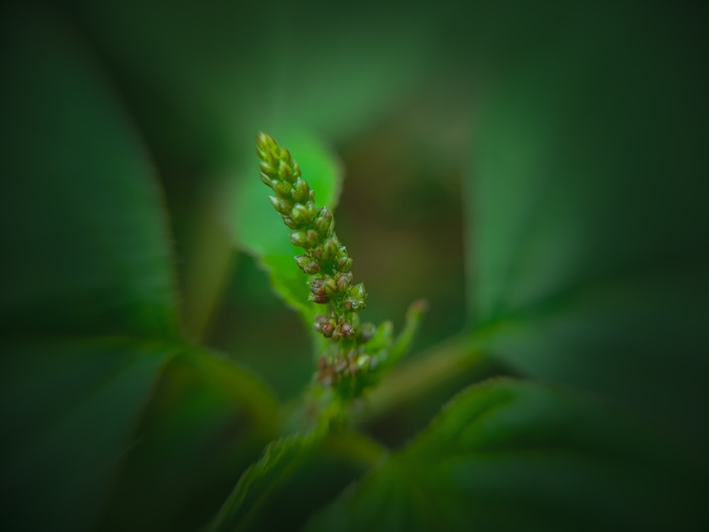 a close up of a green plant with leaves