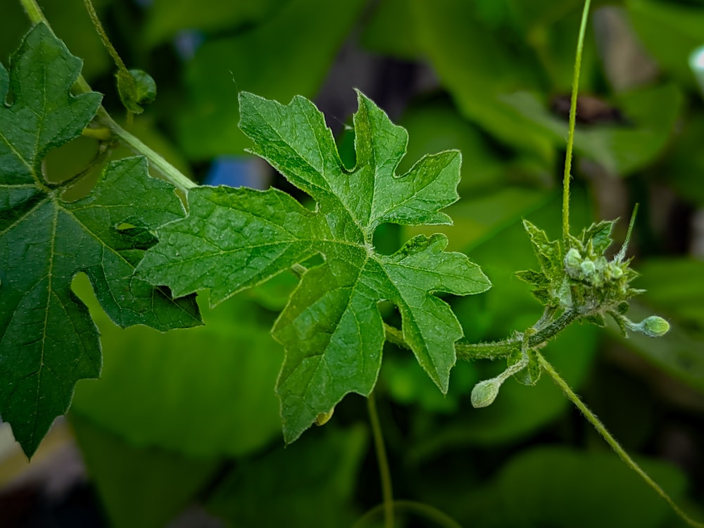 a close up of a green leaf on a tree