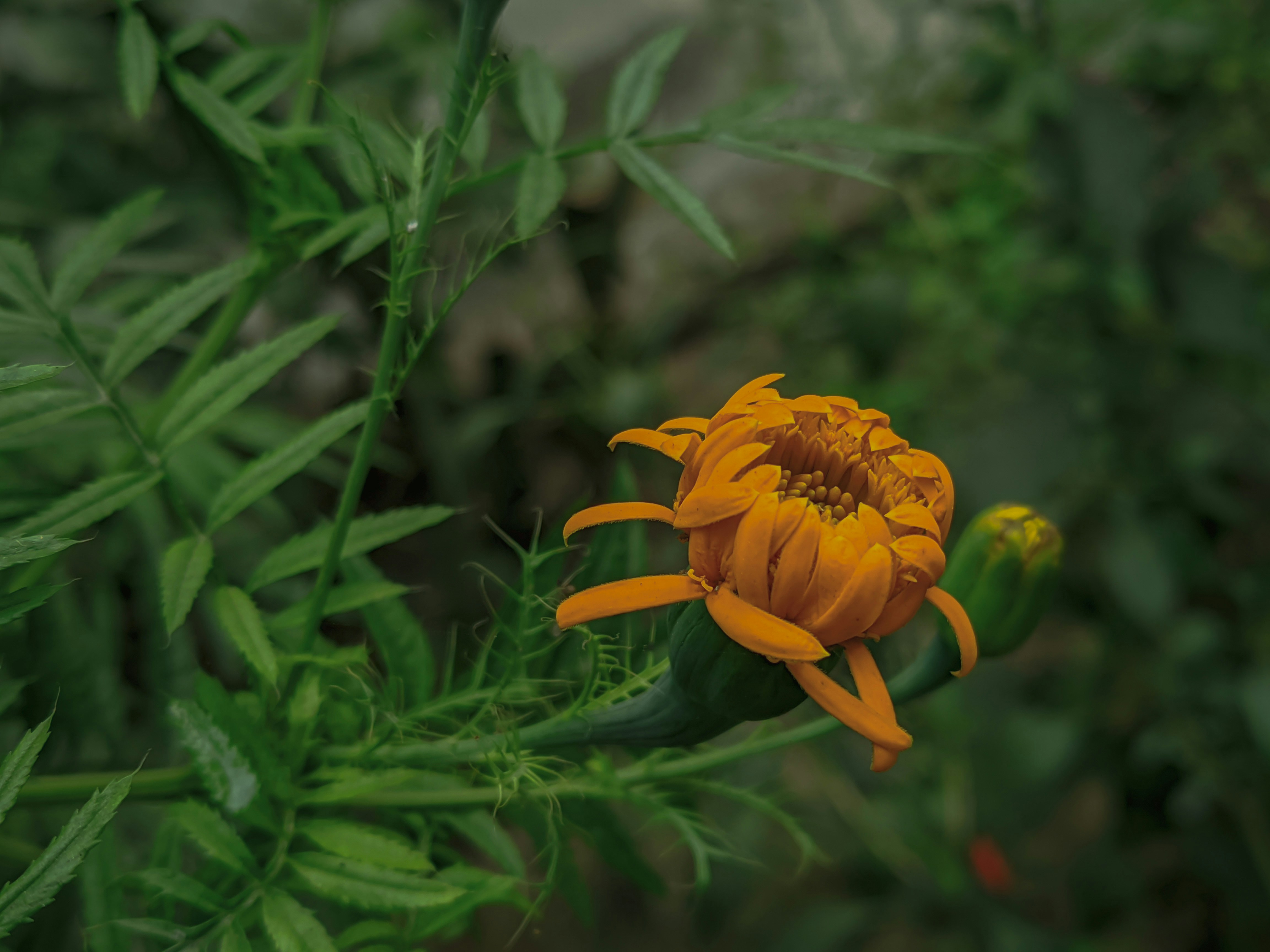 Photo by sujaypaulsp