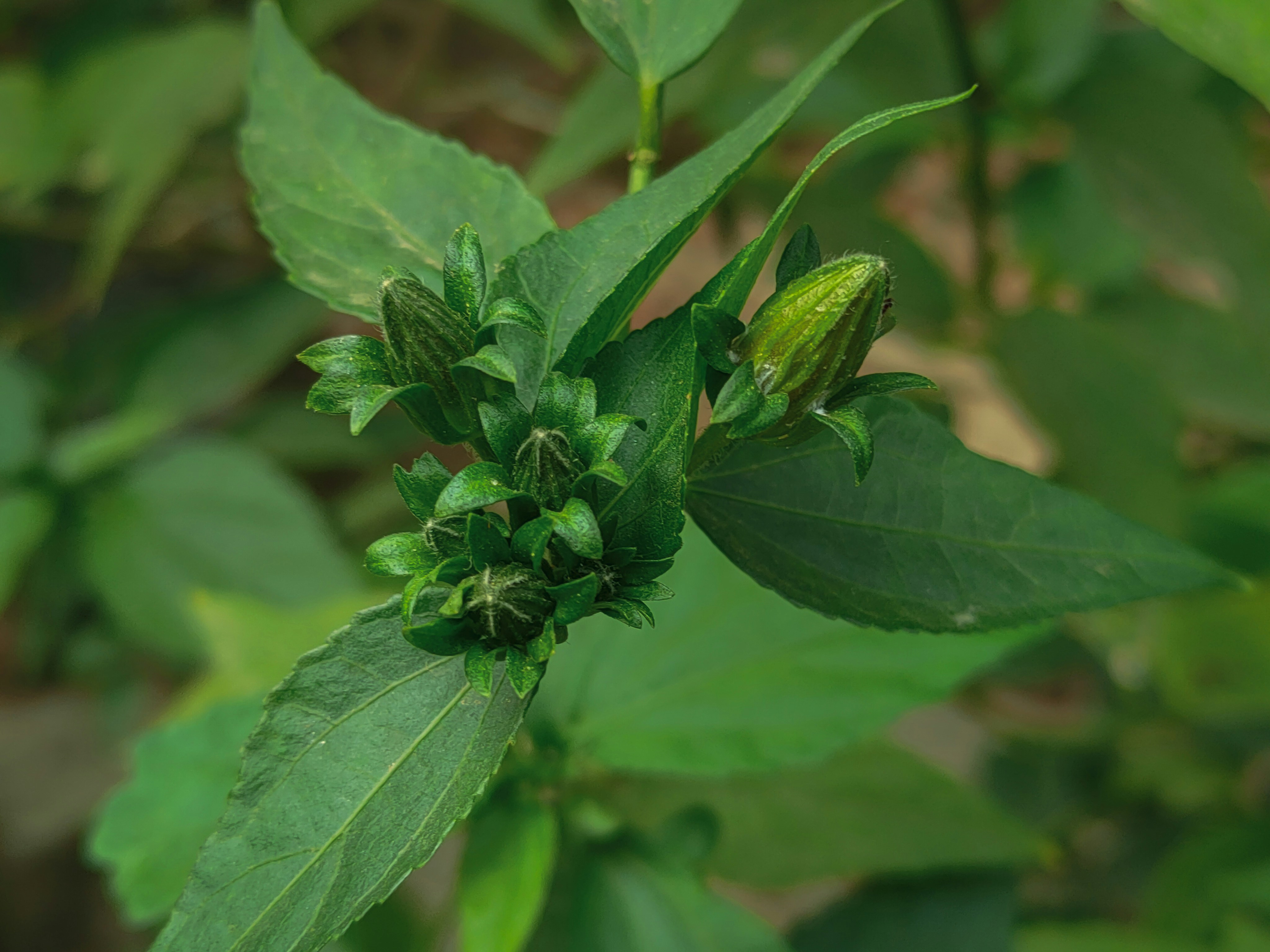 Photo by sujaypaulsp