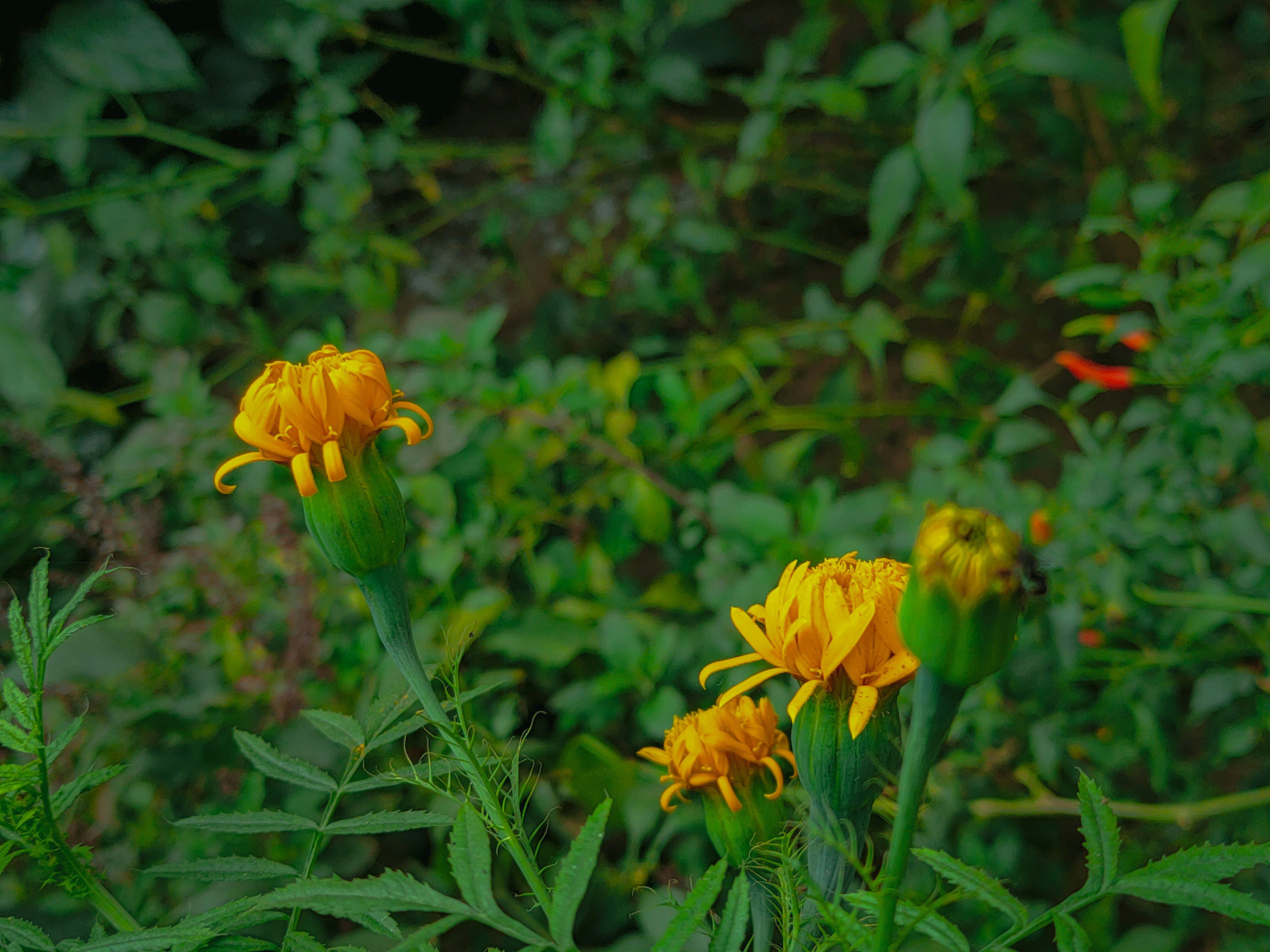 Photo by sujaypaulsp