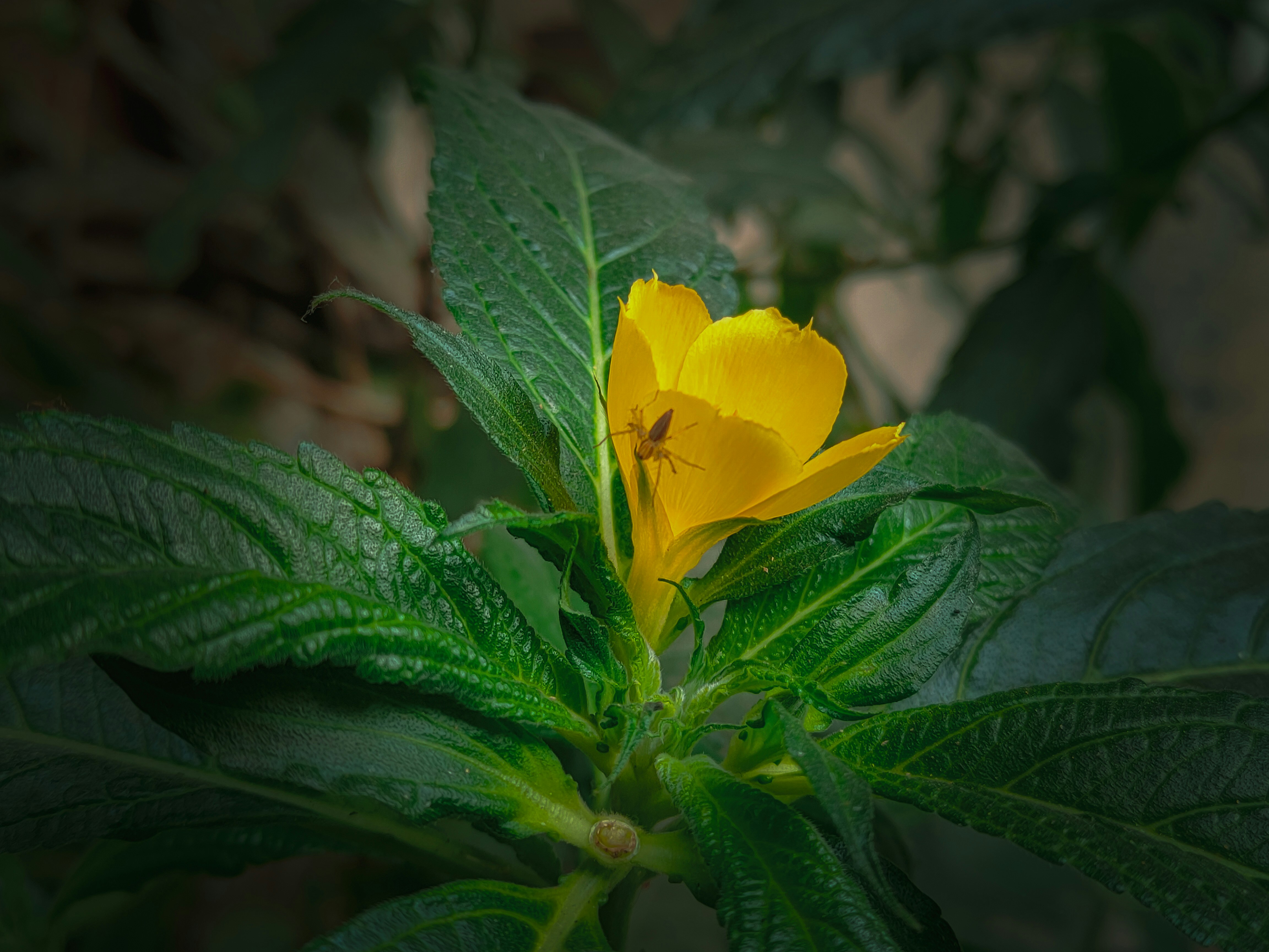 Photo by sujaypaulsp