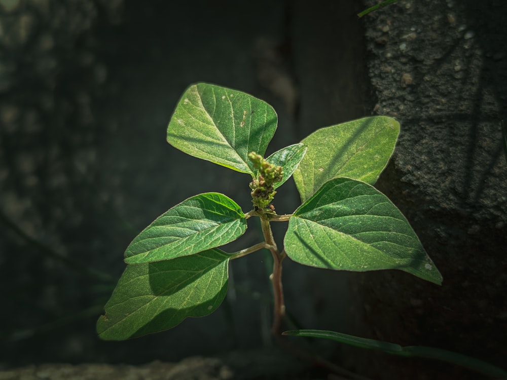 a green plant growing out of a crack in a rock wall