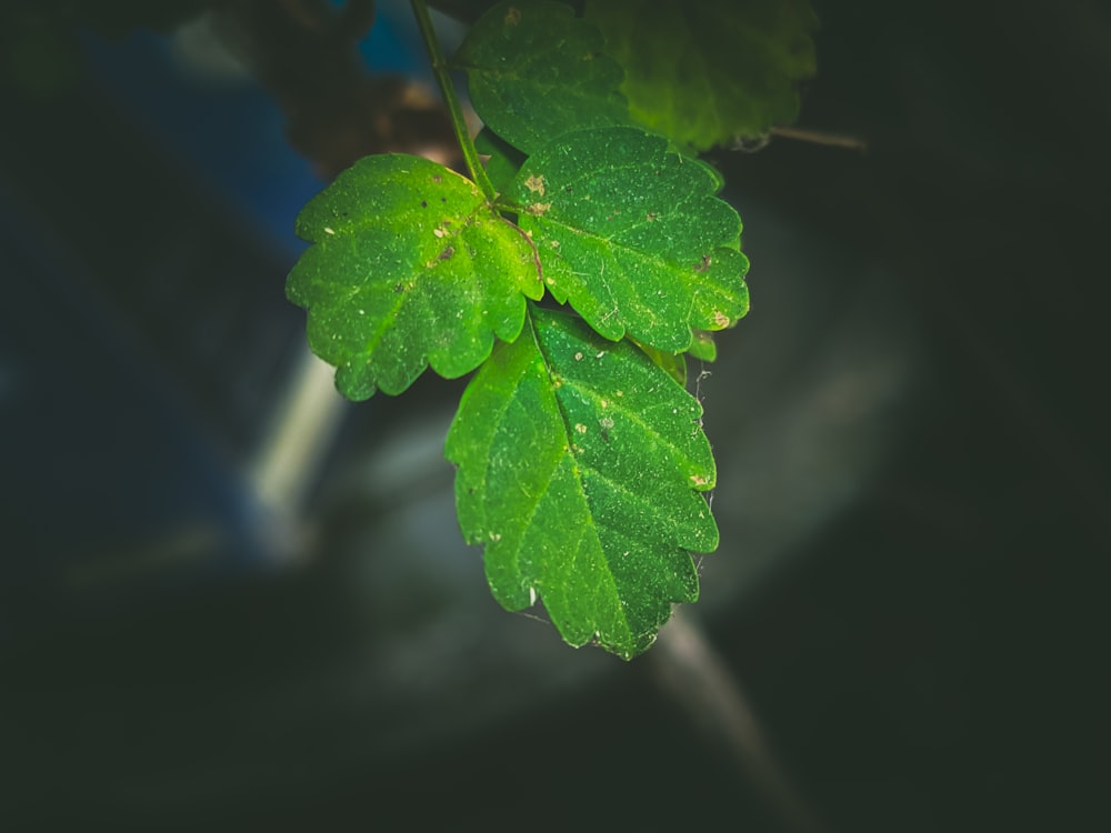 a close up of a green leaf on a tree