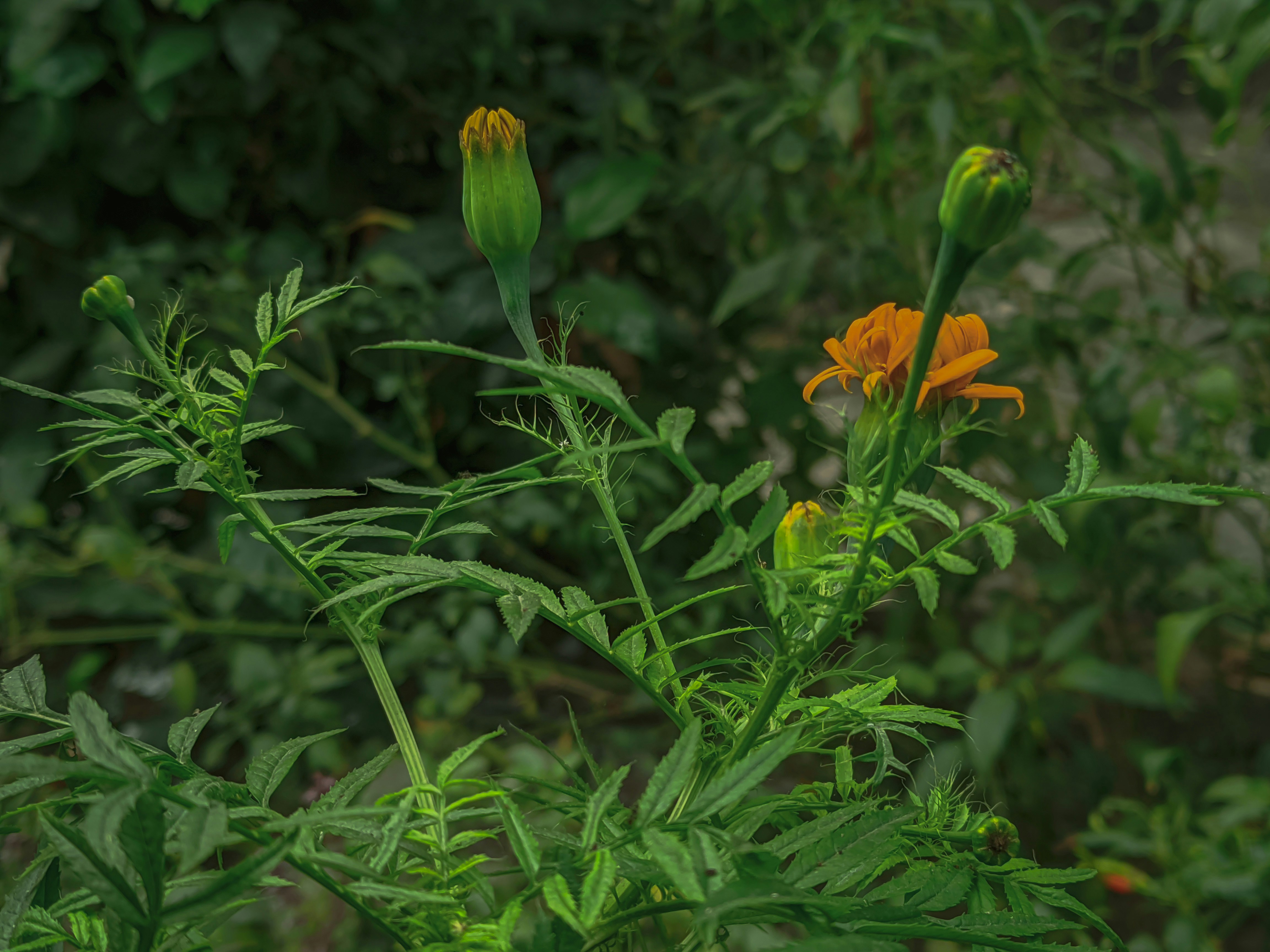 Photo by sujaypaulsp