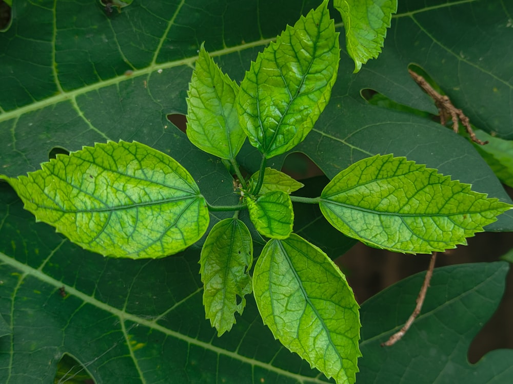 a close up of a green leaf on a plant