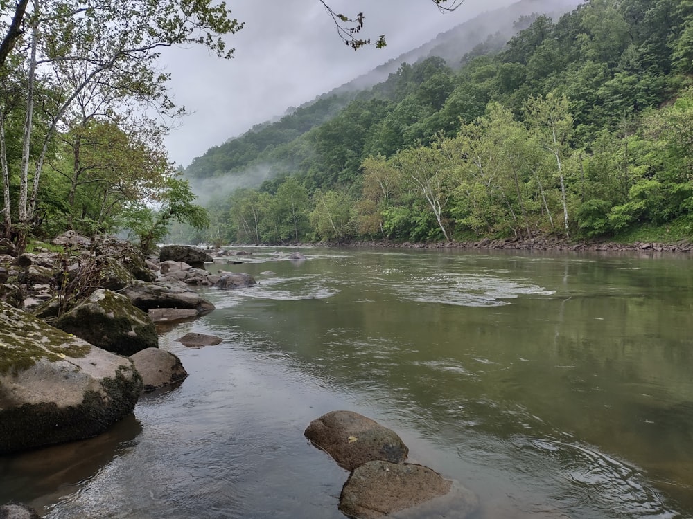 a river running through a lush green forest